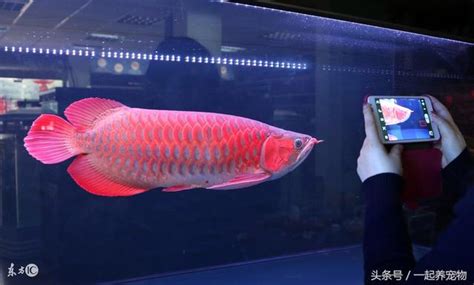 養紅龍|龍魚養殖：13種飼養技巧建議